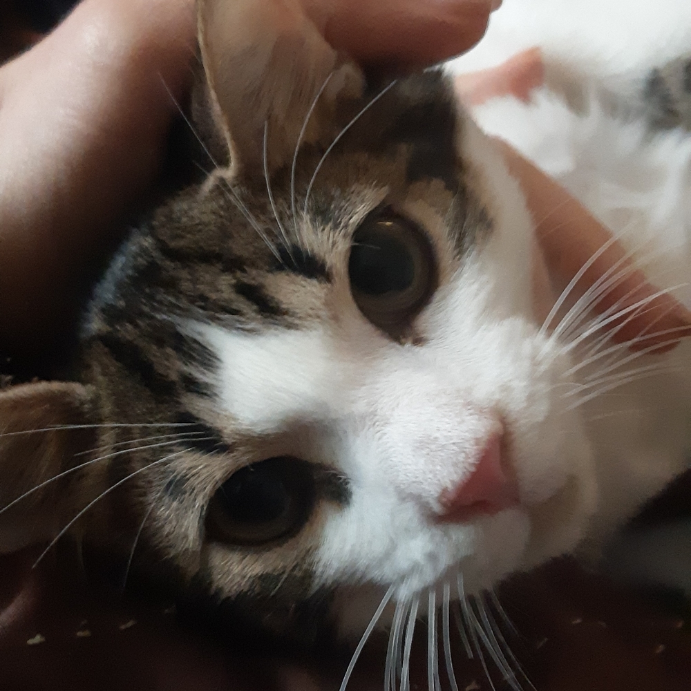 Meet your Posher, Monica